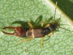 earwigs