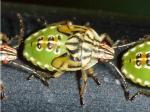 nymph