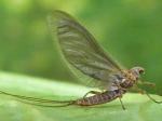 mayflies