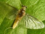 mayflies