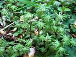 liverworts