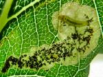 leafmine
