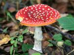 Fungi