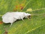 lacewings & scorpionflies
