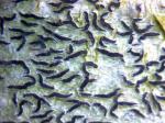 lichens