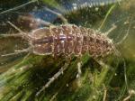 crustaceans