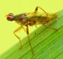 Norellia spinipes